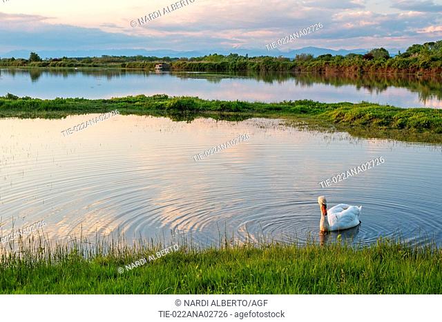 Italy, Friuli, Isonzo Estuary Regional Park, Isola della Cona Bird Sanctuary, mute swan (Cygnus olor)
