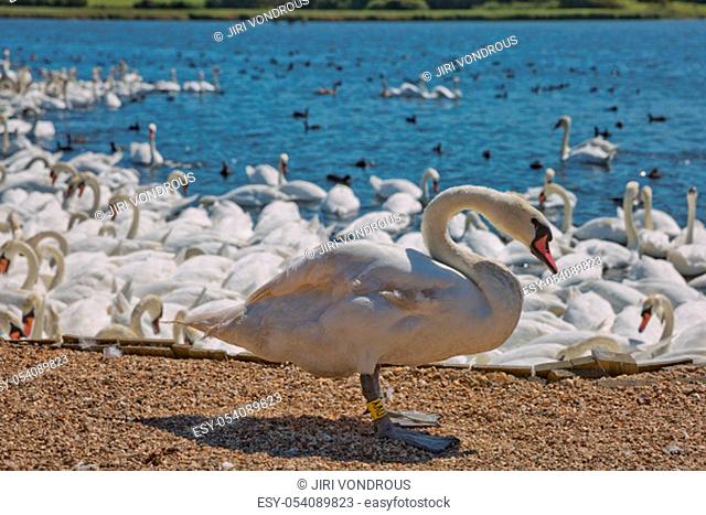 DORSET, ABBOTSBURY, UK - AUGUST 15, 2017: Flock of swans during feeding time at Abbotsbury swannery in Dorset, United Kingdom