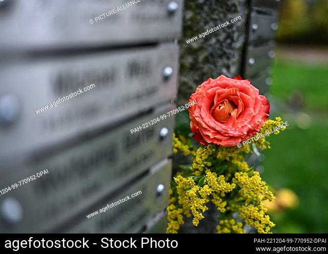 PRODUCTION - 18 November 2022, Rhineland-Palatinate, Mainz-Mombach: A rose is stuck near a communal urn burial plot at the Forest Cemetery