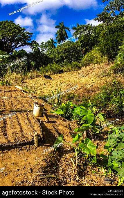 Calabash growing on farmland in Topes de Collantes, Trinidad, Republic of Cuba, Caribbean, Central America