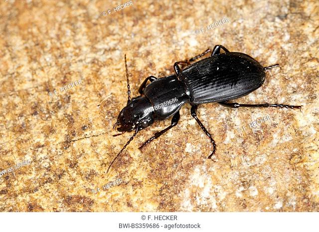 Corsican Ground beetle (Percus corsicus), on a stone, France, Corsica