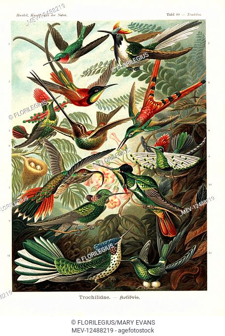 Trochilidae hummingbirds: ruby-throated hummingbird, Archilochus colubris, horned sungem, Heliactin bilophus, crimson topaz, Topaza pella, red-tailed comet