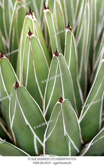 Agave, Royal agave, Agave victoriae-reginae, Detail of green leaves showing pattern
