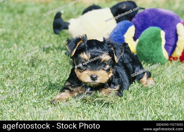 Yorkie puppy in grass