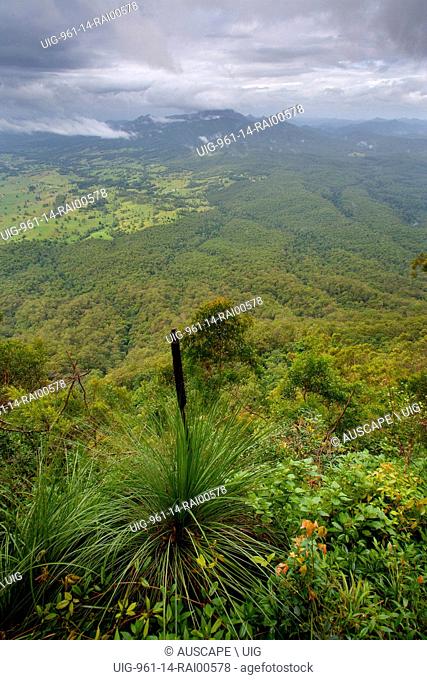 View to Mount Warning from Blackbutt Lookout, with a grass tree, Xanthorrhoea sp., in the foreground. Border Ranges National Park, New South Wales, Australia