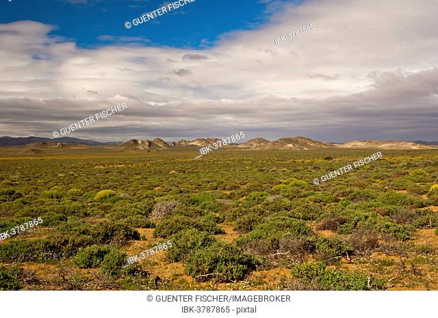 Nama Karoo low-shrub vegetation area, Richtersveld, Northern Cape Province, South Africa