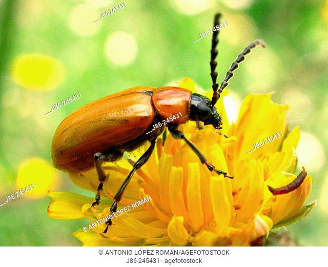 Chrysomelid beetle (Exosoma Lusitanicum)