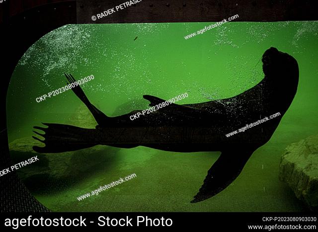 South American sea lion in the zoo's exhibition in Liberec, Czech Republic, August 9, 2023. (CTK Photo/Radek Petrasek)