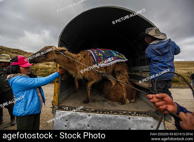 08 February 2020, Ecuador, Quito: A llama is led out of a transporter before the race. The traditional Lama race in Llanganates National Park takes place in the...