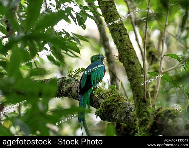 The resplendent quetzal ( /?k?ts?l/) (Pharomachrus mocinno) is a bird in the trogon family