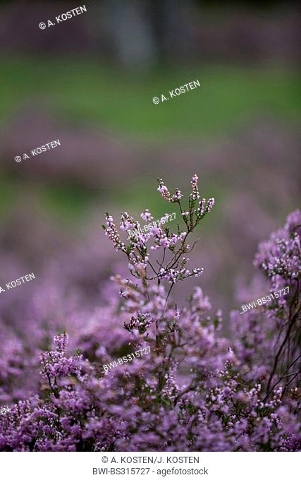 Common Heather, Ling, Heather (Calluna vulgaris), heath flowering, Netherlands, De Meinweg National Park
