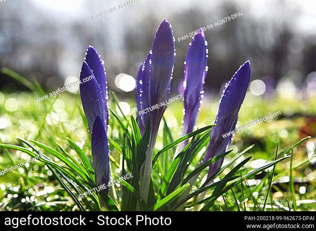 18 February 2020, Hessen, Kassel: Crocuses covered with raindrops stand against the light after a rain shower has fallen on them