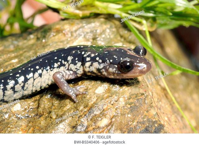 slimy salamander, northern slimy salamander (Plethodon glutinosus), sitting on a stone
