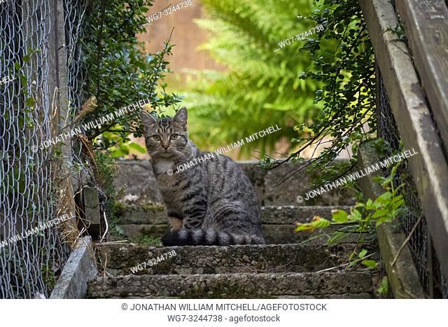 A tabby cat, possibly a cross breed with a Scottish Wildcat in a back garden in Bonar Bridge in the Scottish Highlands of Sutherland Scotland UK