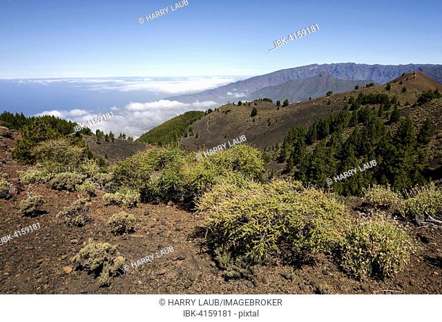 View from Pico Birigoyo onto the volcanic landscape and the pine forest in the Parque Natural de Cumbre Vieja, the Caldera de Taburiente behind, La Palma