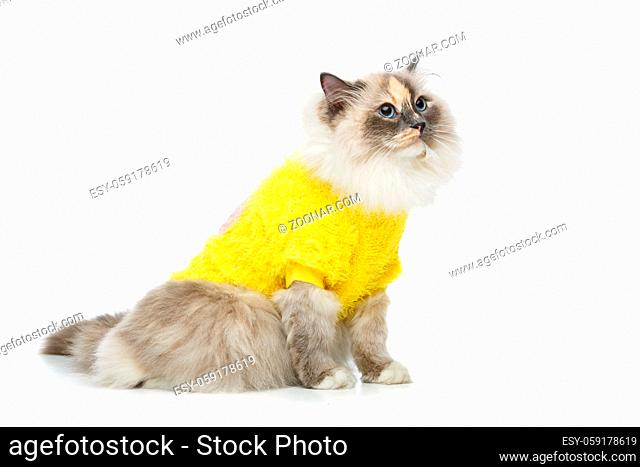 beautiful long fur birma cat wearing yellow pullover isolated on white. studio shot. copy space