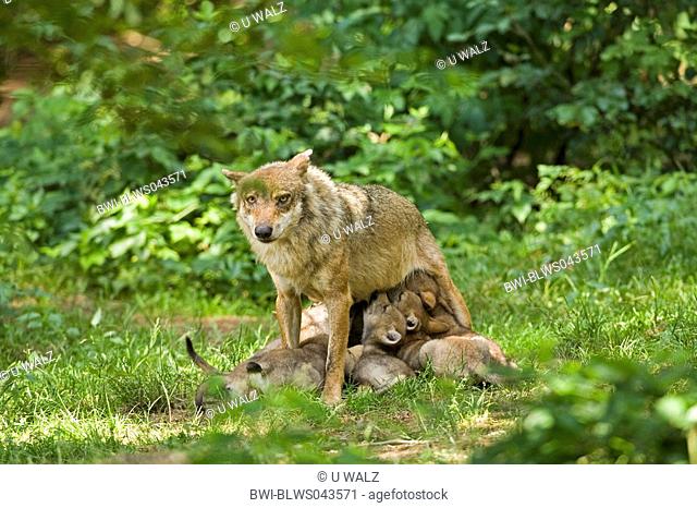 European gray wolf Canis lupus lupus, nursing wolf with cubs