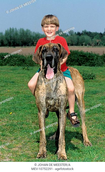 Dog - Great Dane with young boy on his back in meadow