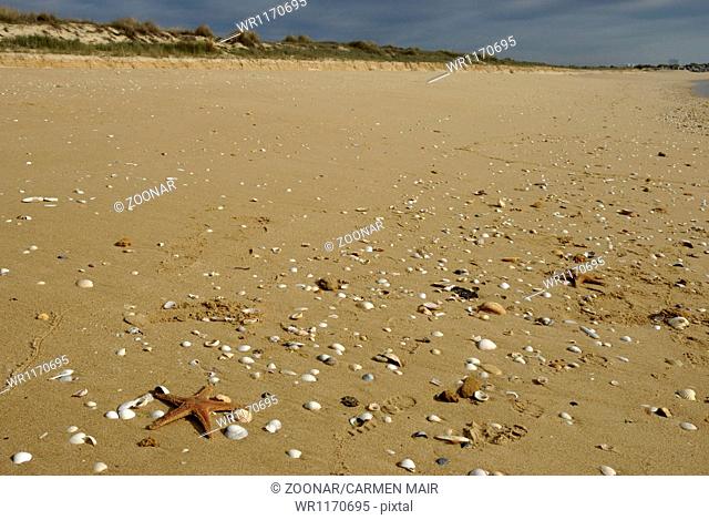 Shells at Meia Praia in Lagos