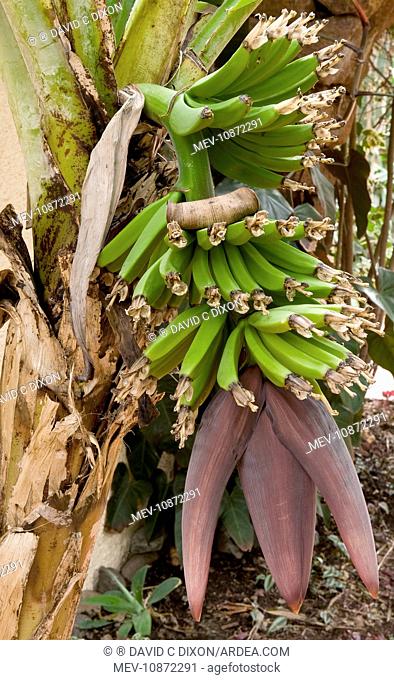 Dwarf Banana. (Musa acuminata Colla). Location - Hotel Quinta Splendida Botanical Gardens, Madeira, February. Here we see a development stage of the young...