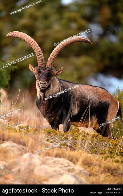 Male mountain goat (Capra hispanica) in the Sierra Javalambre. Teruel