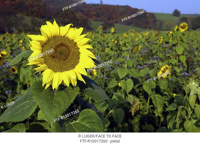 Field of sunFlowers, flower
