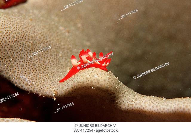 Red nudibranche
