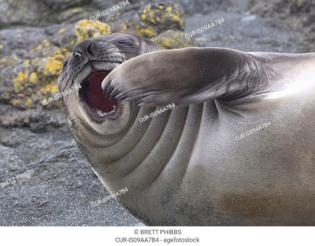 An Elephant Seal pup (weaner) on the beach, north east side of Macquarie Island, Southern Ocean