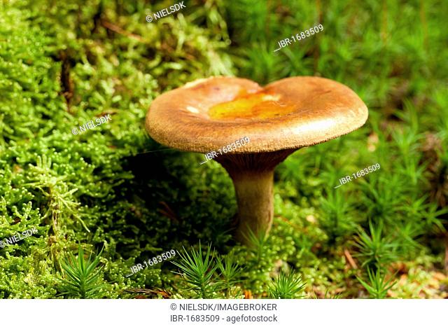 Brown roll-rim mushroom (Paxillus involutus)