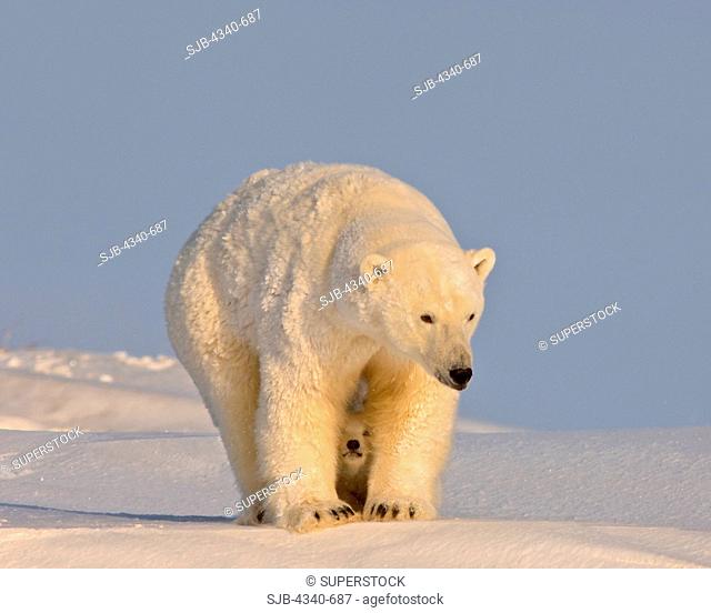 Polar Bear Sow with Spring Cub Newly Emerged From Their Den