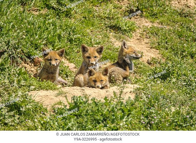Vulpes vulpes, Red fox, young, during spring, Canidae, Carnivora, Mammalia, Salamanca, Castilla y Leon, Spain