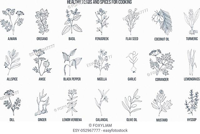 Hand drawn set of culinary herbs and spices. Vector illustration