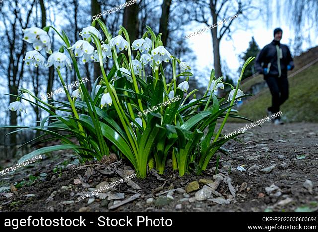 Leucojum vernum, the spring snowflake, flowering in garden near Chateau in Kostelec nad Orlici, Czech Republic on March 6, 2023