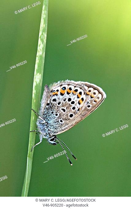 Common Blue, polyommatus icarus on a blade of grass, settled for evening sleep