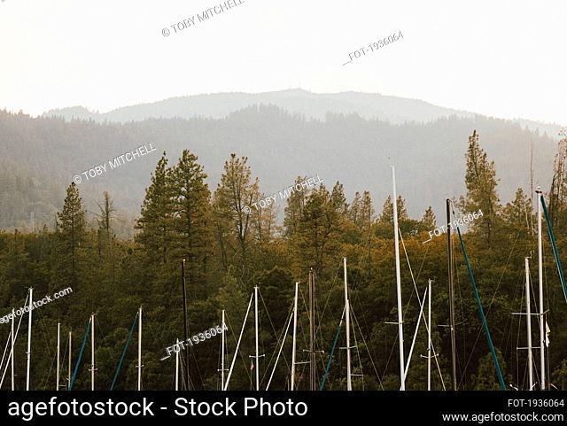 Sailboat masts among trees, Redding, California, USA