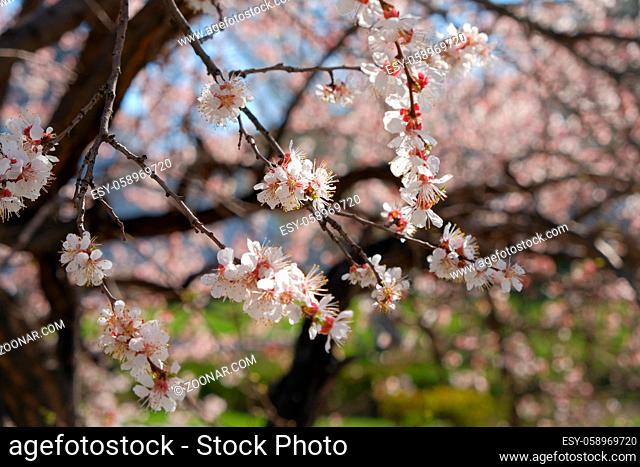 Blooming cherry tree branches close-up. Tree covered with small white and purple florets in April