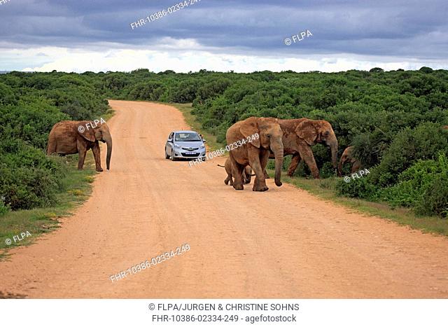 African Elephant (Loxodonta africana) adult females and calves, herd crossing road with car, Addo Elephant N.P., Eastern Cape, South Africa, December
