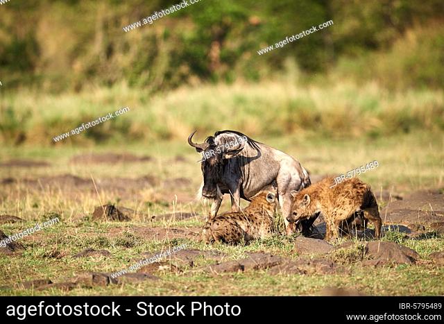 Spotted hyena (Crocuta crocuta) killing an Eastern White-bearded Wildebeest (Connochaetes taurinus) Masai Mara National Reserve, Kenya, Africa