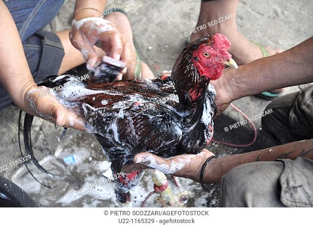 Dili (East Timor): a fighting rooster washed carefully before a futu manu (cockfight)