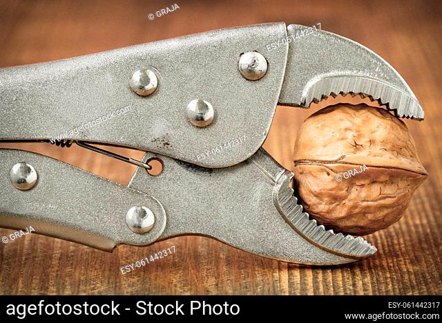 Adjustable wrench squeezing walnut to crack. Pure organic walnuts
