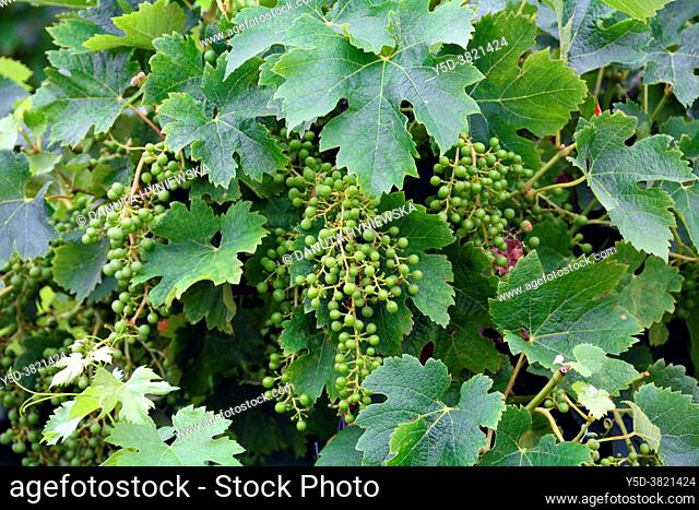 Vineyards in begining of July, Belvès-de-Castillon near Coutras, Bordeaux wine region, Gironde department, Département Gironde, region Aquitaine