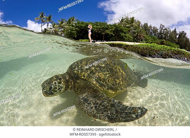 Green Turtle, Chelonia mydas, Oahu, Pacific Ocean, Hawaii, USA