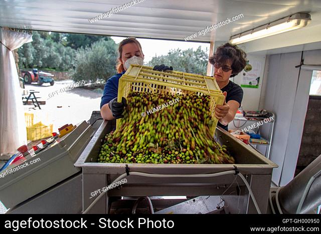 UNLOADING THE OLIVES TO BEGIN LEAF REMOVAL AT THE OLIVE OIL MILL, OFFBEAT WALK ALONG THE DRY STONE TERRACES AND BORIES AT THE MOULIN DU MAS DES BORIES