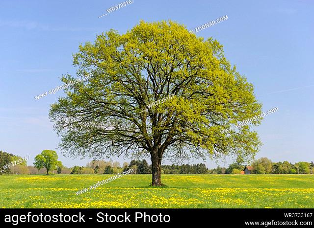 single big oak tree in field with perfect treetop
