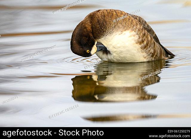 Lesser scaup (Aythya affinis) female, swimming with its reflection on a Canadian lake in British Columbia, Canada