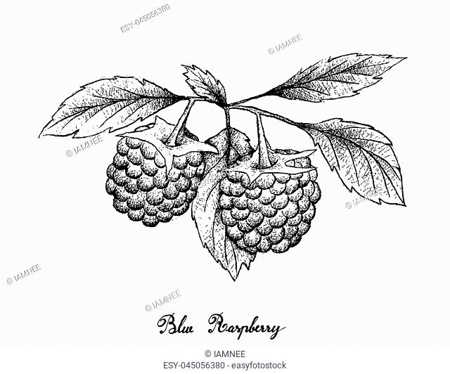 Berry Fruits, Illustration of Hand Drawn Sketch Delicious Fresh Blue Raspberries With Green Leaves Isolated on White Background
