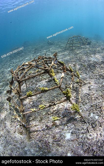 Artificial coral reef frames for coral recolonisation, and ecosystem creation, Semporna Straits, Sabah, Malaysia, Borneo