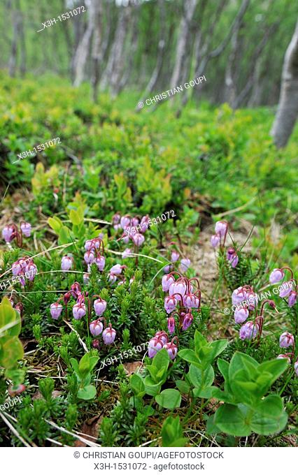 Calluna vulgaris, Nordmannvikdalen valley, region of Lyngen, County of Troms, Norway, Northern Europe