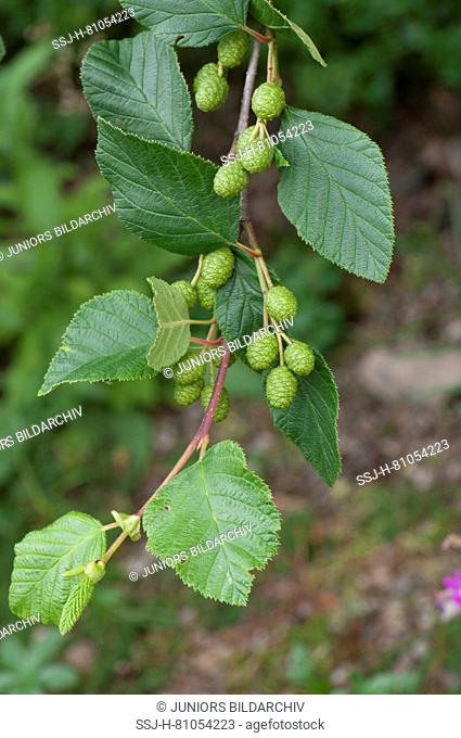 Green Alder (Alnus viridis), twig with leaves and green fruit. Sale in German-speaking countries only