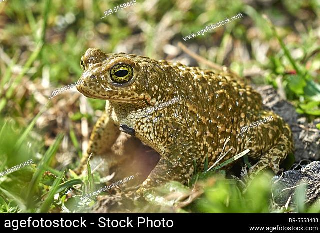 Sapo Corredor, natterjack toad (Bufo calamita), Benalmadena, Malaga, Andalusia, Spain, Europe